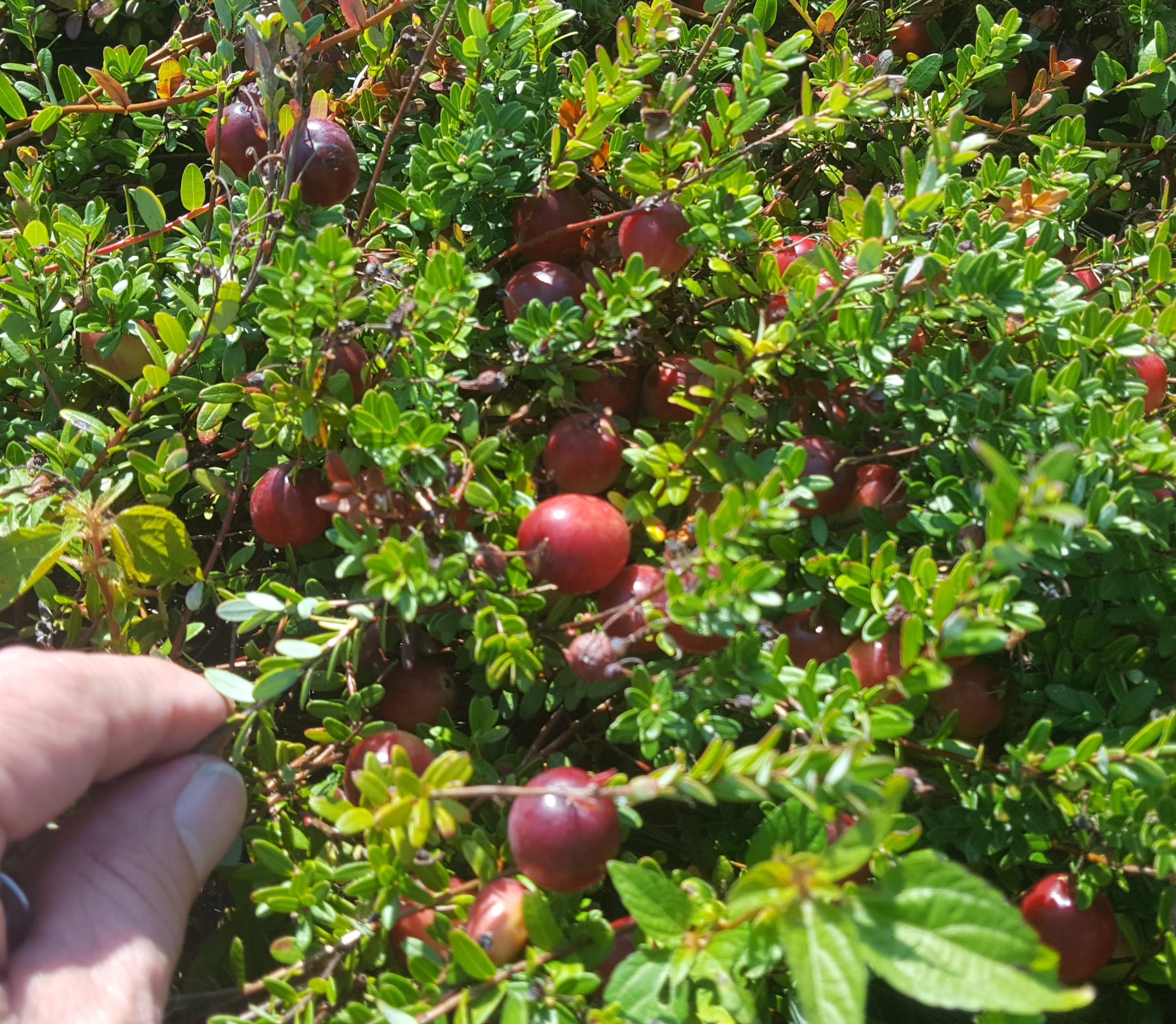 cranberry fruit